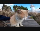 灯台を見守るミルクティーみたいな野良猫は信じられないほど人懐っこいです