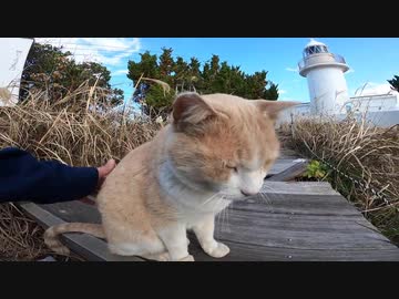 灯台を見守るミルクティーみたいな野良猫は信じられないほど人懐っこいです