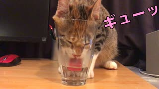 猫が強引に水を飲もうとするとこうなります…w