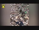 笑わないようにしてください□おかしな動物のビデオ2021