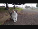 何やら猫語で話しかけてくる野良猫、後について行くと・・・