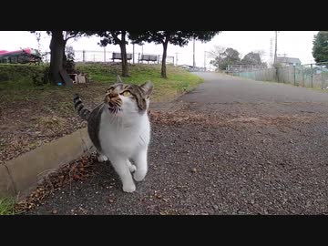 何やら猫語で話しかけてくる野良猫、後について行くと・・・