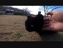 お土産屋さんの前で客引きをしている猫店長にモフらせてもらいましたｗ