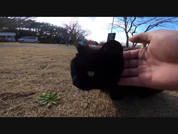 お土産屋さんの前で客引きをしている猫店長にモフらせてもらいましたｗ
