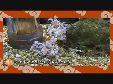 【剣盾】水族館パでワイワイバトル：30【水を飲め杯】