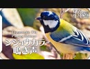 シジュウカラの鳴き声02 birdsong of Japanese Tit  Parus minor