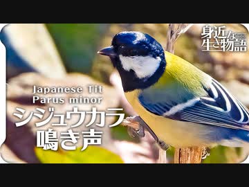 シジュウカラの鳴き声02 birdsong of Japanese Tit Parus minor