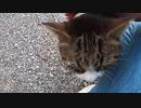 公園でとても美しい野良猫と出会ったのでじっくりモフらせてもらいました