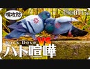 0115R【鳩のケンカ】泥食べるスズメ。強風。ジョウビタキのオスメス。カワセミのスタビライザーすごい。シジュウカラ鳴き声。　#身近な生き物語 #鳩 #鳥の鳴き声