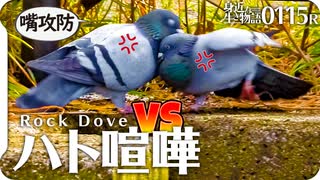 0115R【鳩のケンカ】泥食べるスズメ。強風。ジョウビタキのオスメス。カワセミのスタビライザーすごい。シジュウカラ鳴き声。　#身近な生き物語 #鳩 #鳥の鳴き声