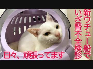 腎不全のウチューネコチャン、新型ウチュー船で検診に行く