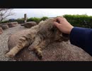素晴らしい景色が広がる神社の野良猫たちをモフれる私は幸せだｗ