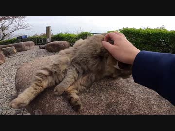 素晴らしい景色が広がる神社の野良猫たちをモフれる私は幸せだｗ