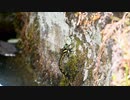 ニコン　ビンテージデジタル　ニコニコ版
