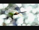 CPUにはワットパフォーマンスというのがありますがうちの画質は円パフォーマンスがダントツです