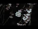 さくらさくら