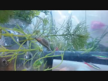 人気の ヤマトヌマエビ 動画 81本 ニコニコ動画