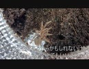 [まるでタチコマ]タランチュラ飼育日記その７５[それはまさに、タチコマ]