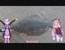 【VOICEROID】今日の釣りご飯【フィッシング】