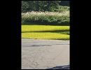 花でも買いに行こうかな