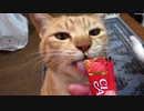 仲良く食べる猫