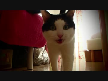 【鳴き声テロ注意】求:ネコ語翻訳→みゃー(猫)の鳴き声総集編(2013～2021の鳴き声軌跡)
