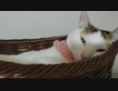 ひとくちねこ動画　眠いころね