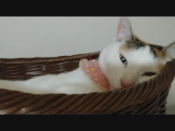 ひとくちねこ動画　眠いころね