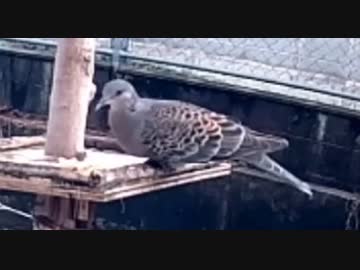スズメの餌場にハトが来たらどうなる？