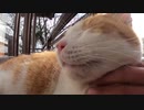 縁側で日向ぼっこを満喫中の野良猫に顔や頭をこちょこちょしてみたゾ
