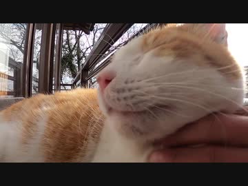 縁側で日向ぼっこを満喫中の野良猫に顔や頭をこちょこちょしてみたゾ