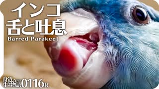 0116Rインコの舌ってこんな形Σ(ﾟДﾟ)