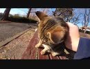 片目を失った野良猫は信じられないほど人懐っこいです
