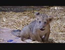 人工授精で誕生のライオン、順調に成長中 シンガポール初