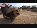 かすれた声で近づいてきた野良猫に腰トントンしたら何とも言えない仕草を見せた
