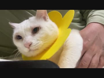 オッドアイの白い珍獣、我が家にきて2周年を迎える