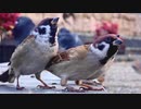 都会のスズメ
