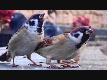 都会のスズメ
