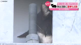 地上８ｍ取り残された猫　救出に重機も出動