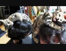 Cat Chocolat 頭ワシャワシャしすぎた猫が取り乱して悲劇を起こす