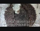[3000円のルンバ]タランチュラ飼育日記その７６[ビッグボーナス君]