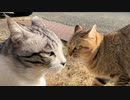 日差しを満喫する二人　＃211