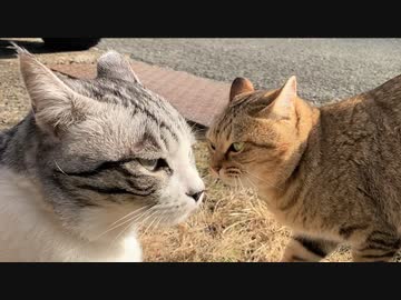 日差しを満喫する二人　＃211