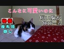 格闘家のように猫じゃらしに立ち向かう三毛猫