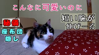 格闘家のように猫じゃらしに立ち向かう三毛猫