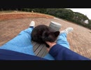 公園で黒猫をモフっていたらキジトラ猫が乱入して私の膝の上に乗っかってきた