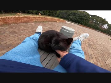 公園で黒猫をモフっていたらキジトラ猫が乱入して私の膝の上に乗っかってきた
