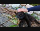 落ち葉を寝床にする真っ黒な猫はとても人懐っこくて可愛いねこでした