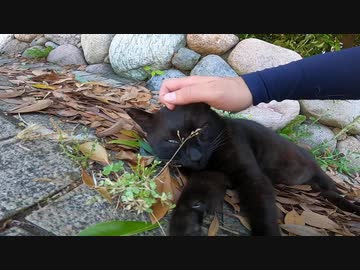 落ち葉を寝床にする真っ黒な猫はとても人懐っこくて可愛いねこでした