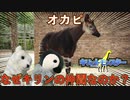 【珍獣】オカピってどんな動物？キリンとの関係性【ゆっくり解説】